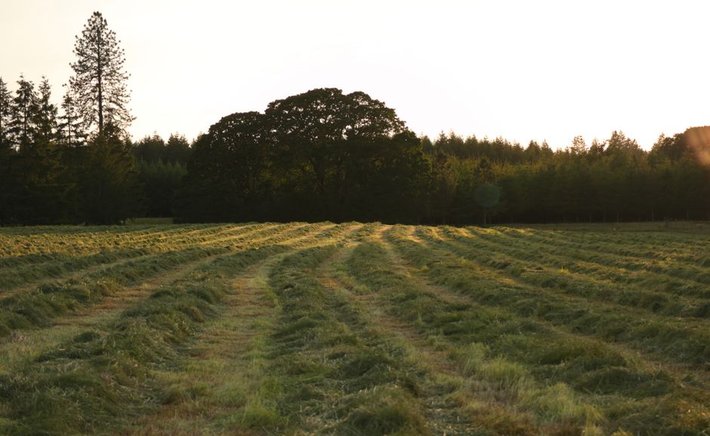 The 40-Minute Window: Timing Golden Hour Like a Pro